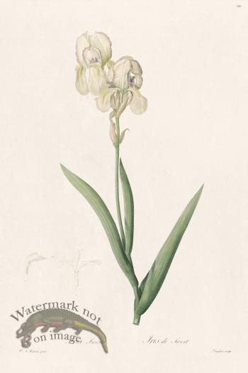 Les Liliacees Redoute 306